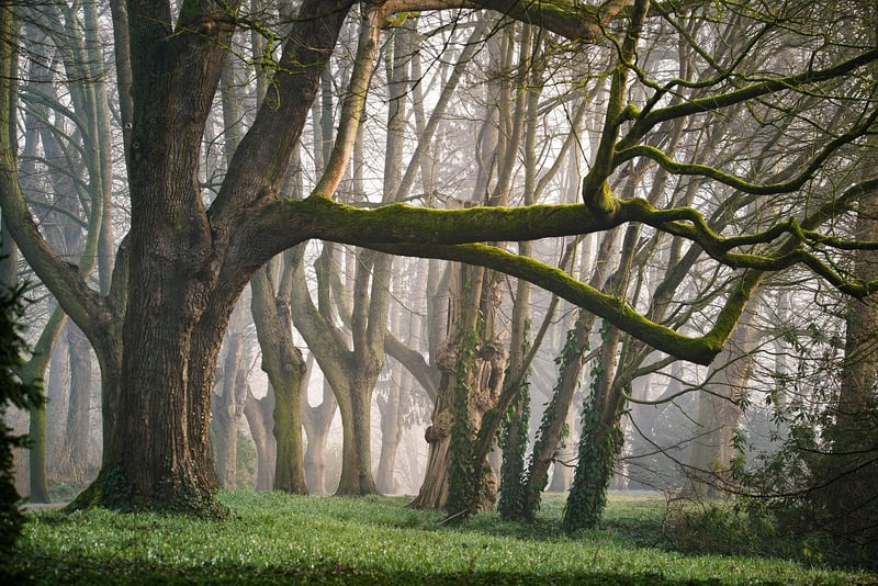 Fantasy Forest Landscape
