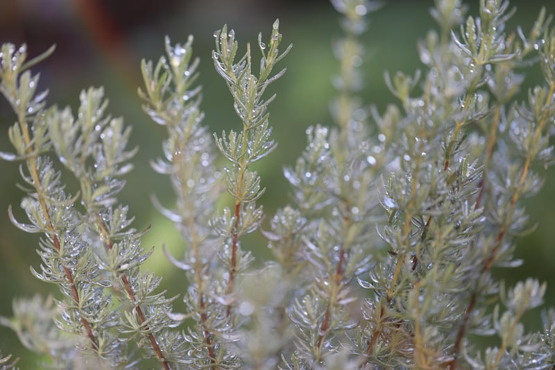 Herbs